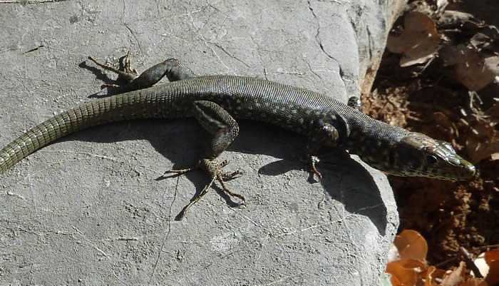 Greek rock lizard