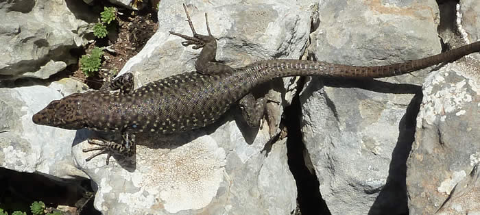 Greek rock lizard