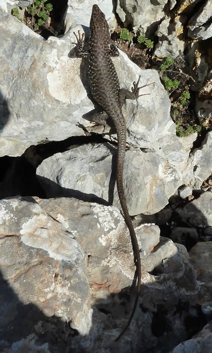 Greek rock lizard