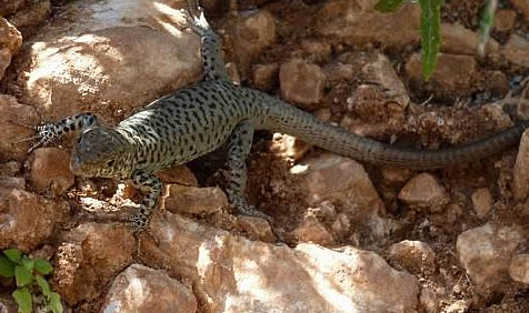 Greek rock lizard