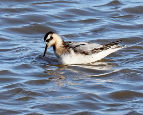 grey phalarope (David Bennett)