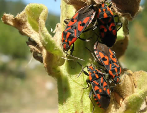 Lygaeus saxitalis