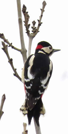 great spotted woodpecker (Derek Longe)