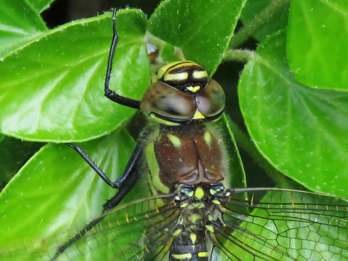 hairy dragonfly close-up