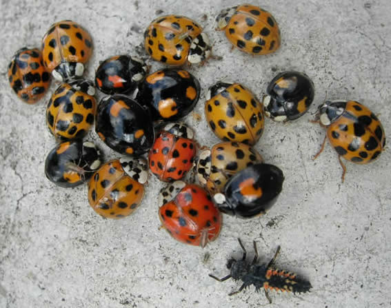 harlequin ladybirds