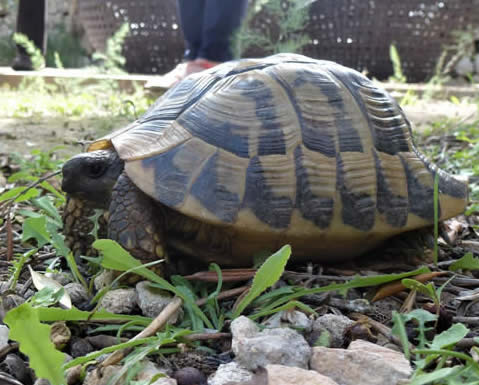 Hermann's tortoise