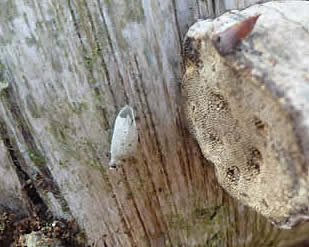 hoof fungus and fungus gnat cocoon, Broadland Country Park