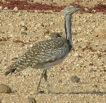 houbara bustard