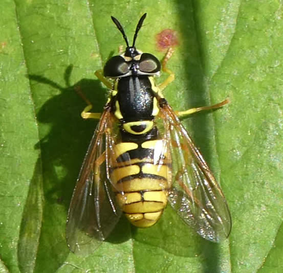 wasp mimic hoverfly Chrysotoxum verralli (Susan Weeks)