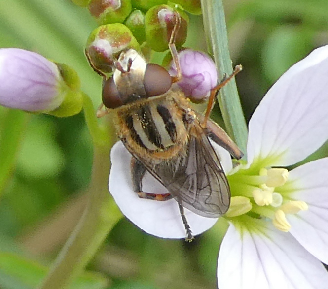 Hoverfly Anasimyia interpuncta 