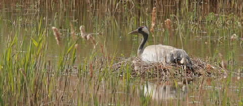 nest at Horsey