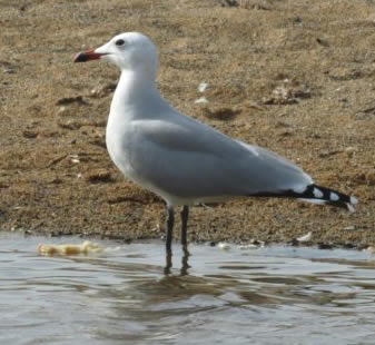 Audouin's Gull