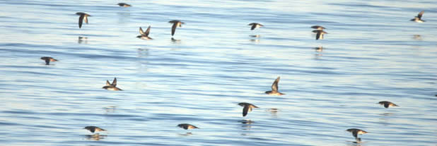 Balearic shearwaters