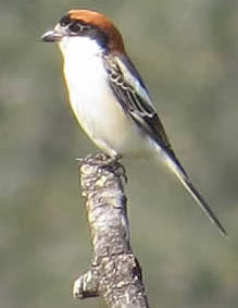 woodchat shrike