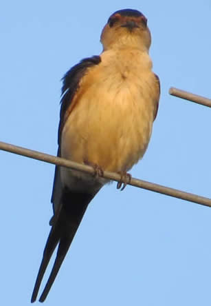 red-rumped swallow