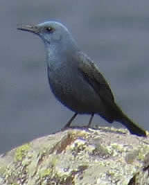 blue rock thrush