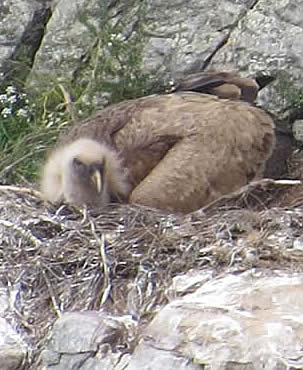griffon vulture on nest