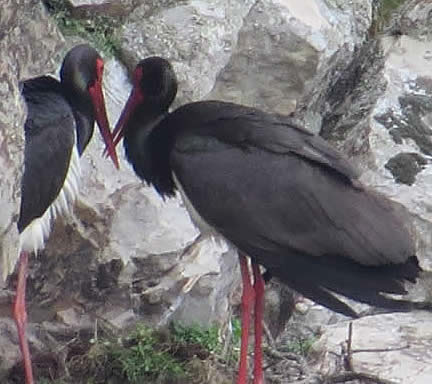 black storks