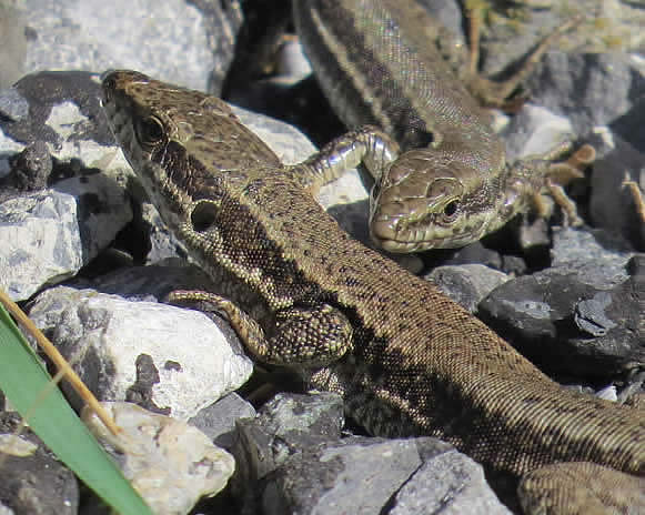 Common wall lizard