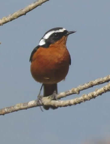 Moussier's redstart (Chris Gibson)