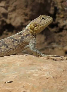 Bibron's agama (Chris Gibson)