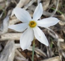 Autumn Daffodil