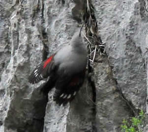 wallcreeper