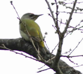 grey-headed woodpecker