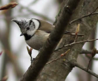 crested tit