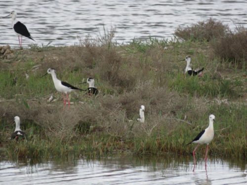 black-winged stilts (Chris Gibson)