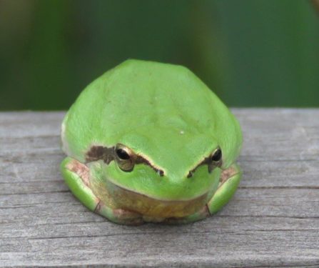 stripeless tree frog (Chris Gibson)