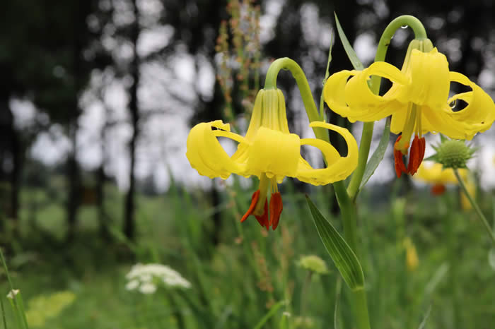 Lilium rhodopaeum, 2022