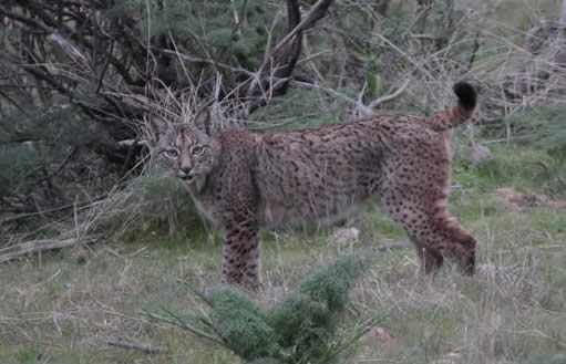 Iberian lynx (Pau Lucio)
