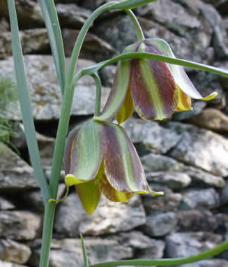 Iberina fritillaries