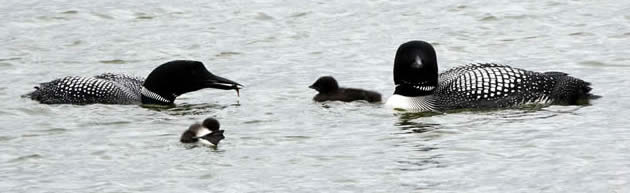 great northern divers