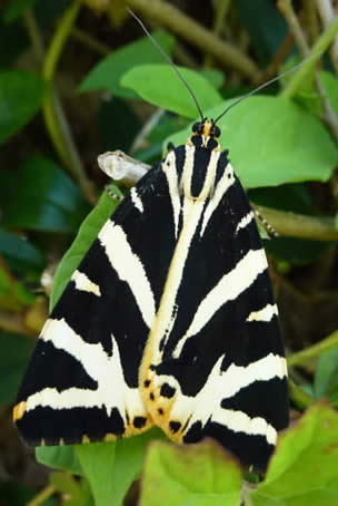 Jersey tiger