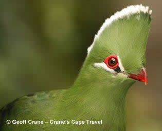 Knysna turaco