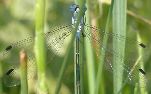 Dark Spreadwing Lestes macrostigma