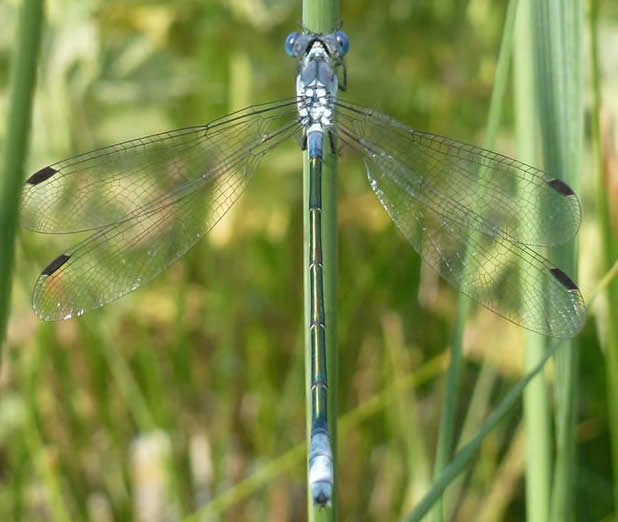 Dark Spreadwing Lestes macrostigma