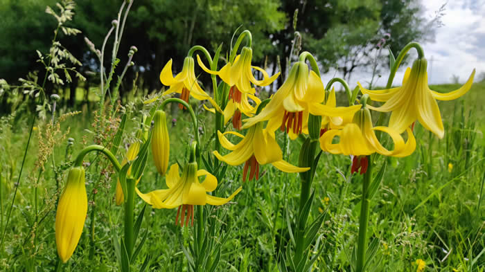 Lilium rhodopaeum