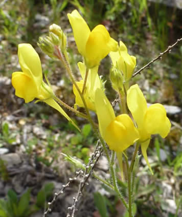 Linaria spartea