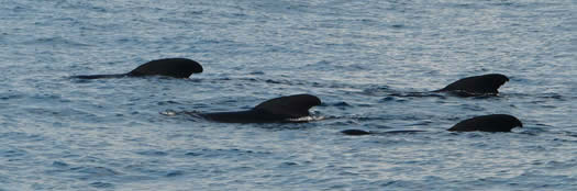 long-finned pilot whales