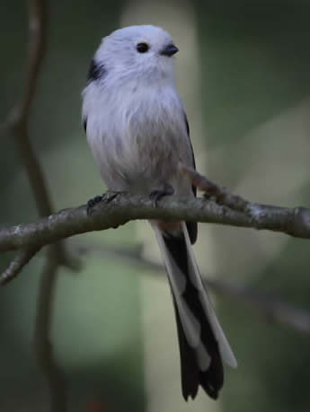 Long-tailed tit (Christopher Hall)