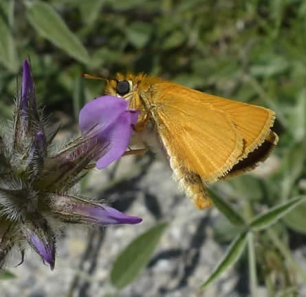 Lulworth skipper on pitch trefoil