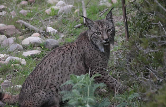 Iberian lynx (Pau Lucio)