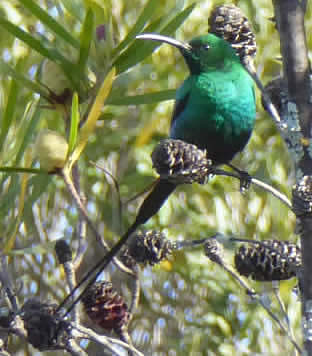 malachite sunbird