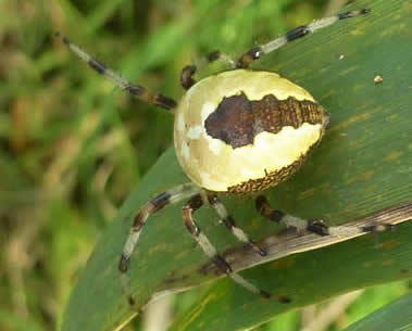 Marbled Orb-weaver Spider