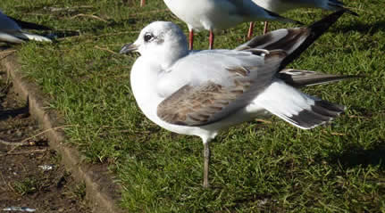 Mediterranean gull, 1st winter