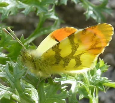 Moroccan orange-tip