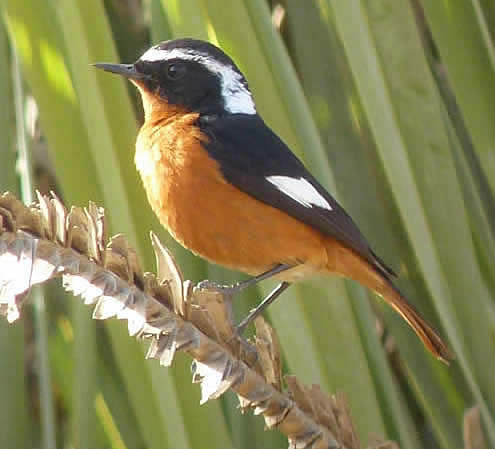 Moussier's redstart